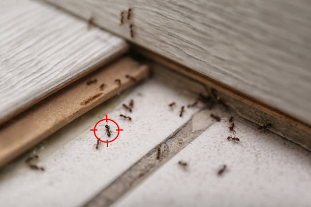 Reliable Charlotte, TN Pest Control Solutions