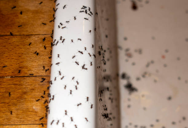 Best Best Pest Control Near Me  in Charlotte, TN