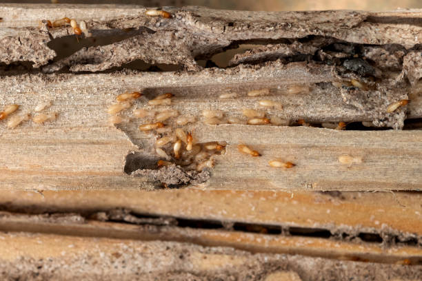 Best Best Pest Control Companies  in Charlotte, TN